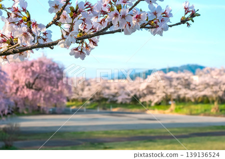 260412 Miyagawa Green Park Cherry Blossoms z159 260412 Miyagawa Green Park Cherry Blossoms z159 139136524