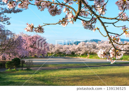 260412 Miyagawa Green Park Cherry Blossoms z178 139136525