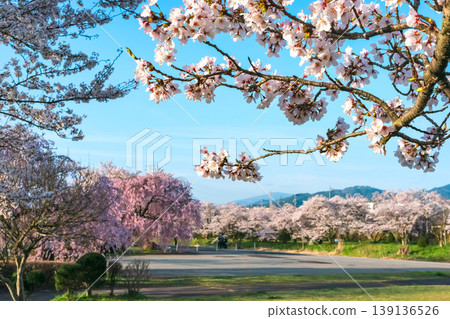 260412 Miyagawa Green Park Cherry Blossoms z183 139136526
