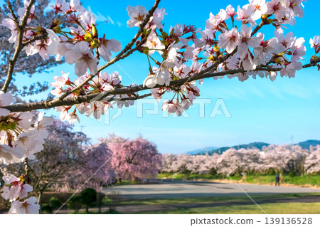 260412 Miyagawa Green Park Cherry Blossoms z216 139136528