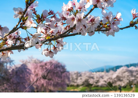 260412 Miyagawa Green Park Cherry Blossoms z225 139136529