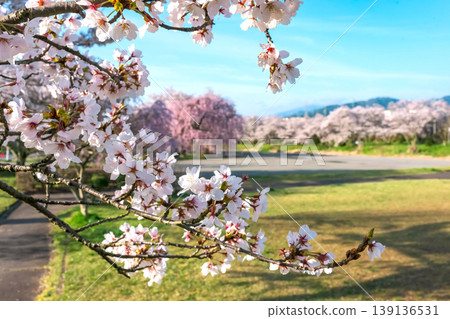 260412 Miyagawa Green Park Cherry Blossoms z261 139136531