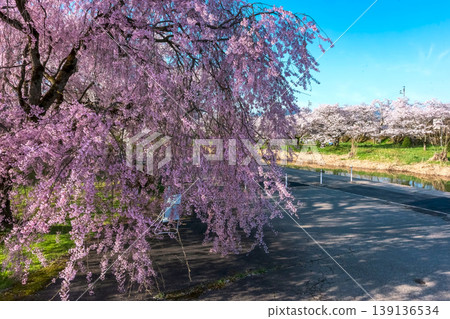 260412 Miyagawa Green Park Cherry Blossoms z287 139136534