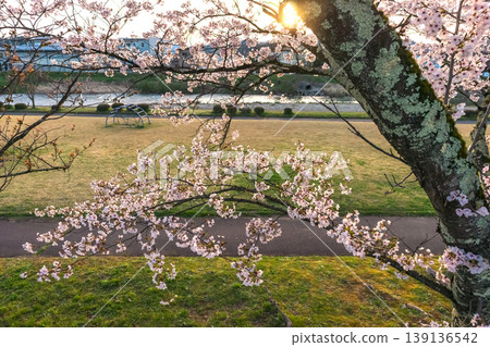 260412 Miyagawa Green Park Cherry Blossoms z446 260412 Miyagawa Green Park Cherry Blossoms z446 139136542