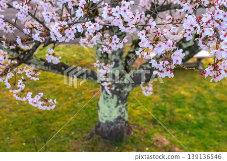 260412 Miyagawa Green Park Cherry Blossoms z483 139136546