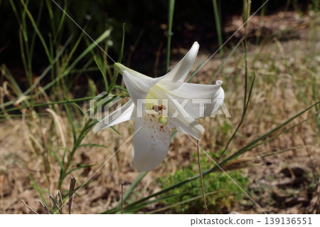 A beautiful summer landscape adorned with white Lilium formosanum. A beautiful summer landscape adorned with white Lilium formosanum. 139136551