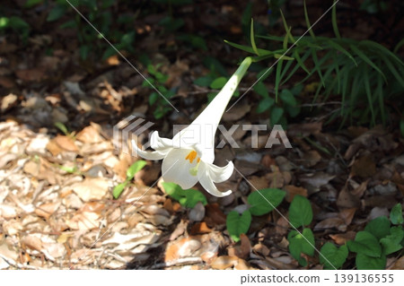 百合花(Lilium formosanum)的白色花朵在夏日的陽光下閃閃發光。 百合花(Lilium formosanum)的白色花朵在夏日的陽光下閃閃發光。 139136555