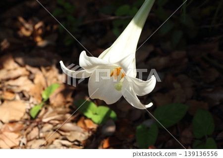 野生的白色台灣百合(Lilium formosanum)的簡單外觀。 野生的白色台灣百合(Lilium formosanum)的簡單外觀。 139136556
