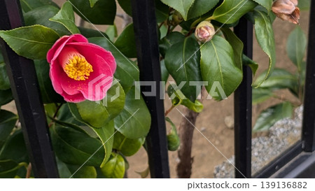 茶花 139136882