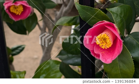 茶花 139136884