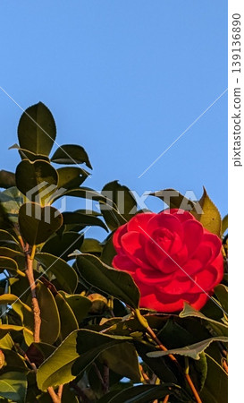 茶花 139136890