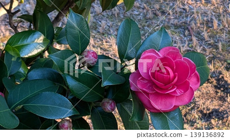 茶花 139136892
