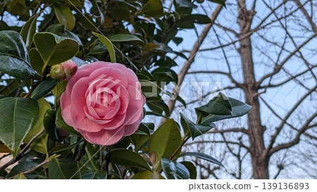 茶花 139136893