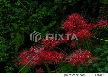 Cluster amaryllis Cluster amaryllis 139136898