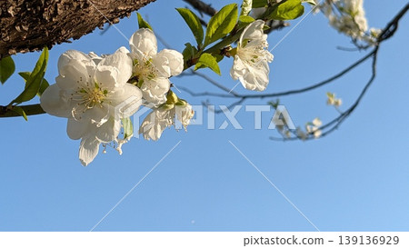 桃花 桃花 139136929