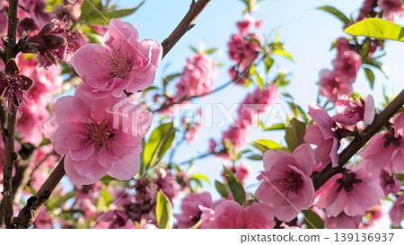 桃花 桃花 139136937