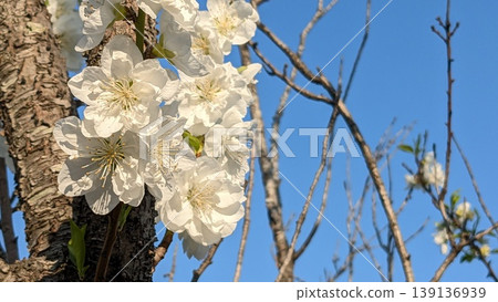 桃花 桃花 139136939