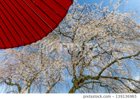 Weeping cherry blossoms of Mobi Weeping cherry blossoms of Mobi 139136965