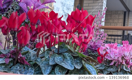 Cyclamen Cyclamen 139136968