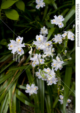 盛開的白色土豆花。學名是 Iris japonica。 139137036