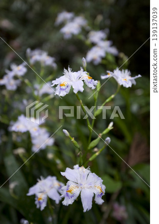 盛開的白色土豆花。學名是 Iris japonica。 139137039