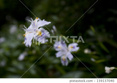 盛開的白色土豆花。學名是 Iris japonica。 139137040