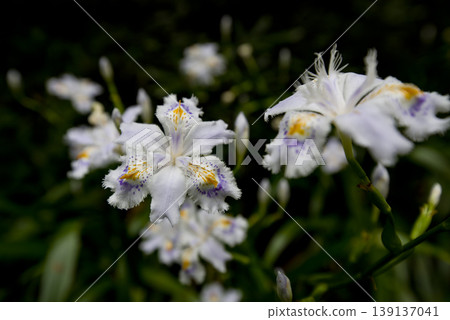 盛開的白色土豆花。學名是 Iris japonica。 139137041