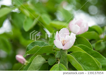 柑橘花 柑橘花 139137054