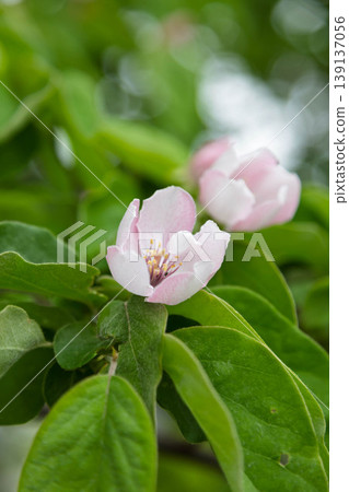 柑橘花 柑橘花 139137056
