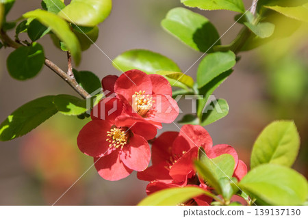 模糊的鮮花 139137130