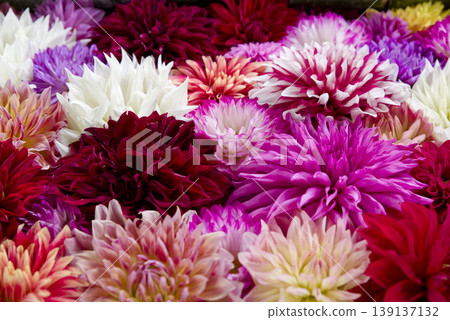 Colorful peony flowers are floating on the water. 139137132