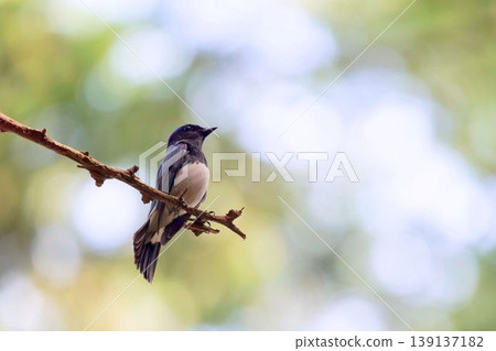 Ooruri which stops on a tree 139137182