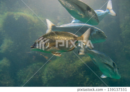 A common seabream (Diplodus vulgaris) swims in clear water, displaying its silvery body with dark bands A common seabream (Diplodus vulgaris) swims in clear water, displaying its silvery body with dark bands 139137331