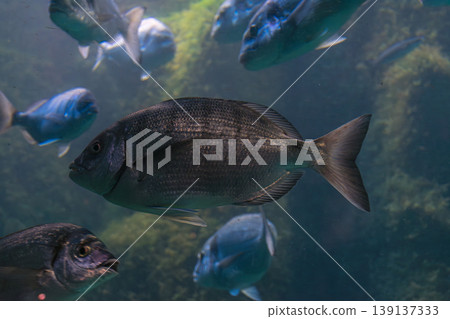 A common seabream (Diplodus vulgaris) swims in clear water, displaying its silvery body with dark bands A common seabream (Diplodus vulgaris) swims in clear water, displaying its silvery body with dark bands 139137333