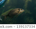 A common seabream (Diplodus vulgaris) swims in clear water, displaying its silvery body with dark bands 139137334