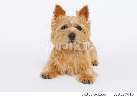 一隻可愛的諾里奇梗犬躺著看著我。 139137419