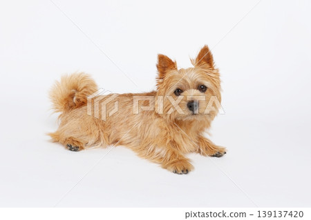 一張諾里奇梗犬臥姿的影棚照片，背景為白色。 139137420