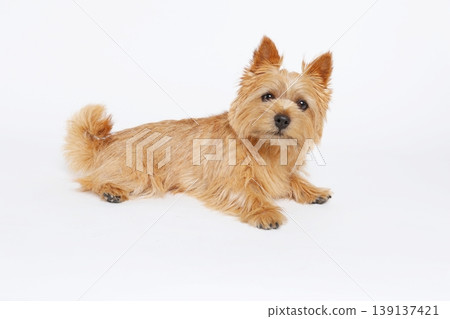 一隻諾里奇梗犬斜躺著，頭歪向白色背景。 139137421