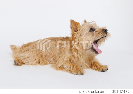 一隻放鬆的諾里奇梗犬側身打著哈欠。 一隻放鬆的諾里奇梗犬側身打著哈欠。 139137422