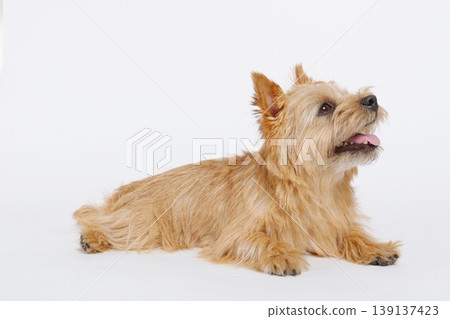 一張諾里奇梗犬側躺在白色背景上的照片。 139137423