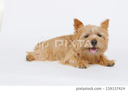一隻看起來很沮喪的諾里奇梗犬 139137424