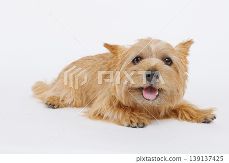 一隻可愛的諾里奇梗犬，呈躺臥姿勢。 139137425