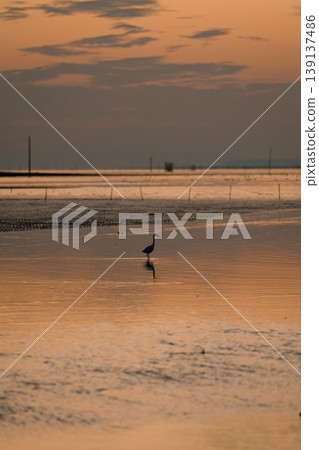 Birds flying over the water at dusk Birds flying over the water at dusk 139137486