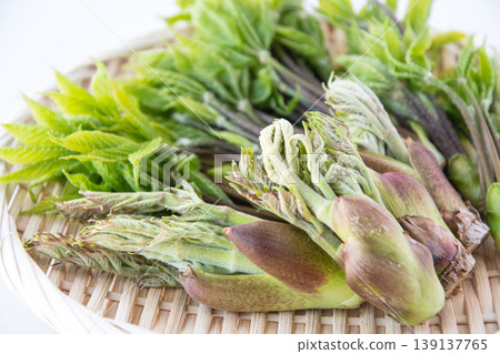 Wild angelica tree sprouts and Japanese angelica tree shoots served in a basket 139137765