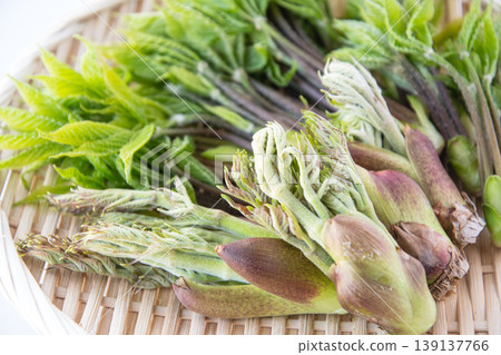 Wild angelica tree sprouts and Japanese angelica tree shoots served in a basket Wild angelica tree sprouts and Japanese angelica tree shoots served in a basket 139137766