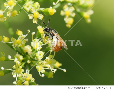 一隻腹部呈現橘色的小蜜蜂飛到了歐芹花上。 139137894