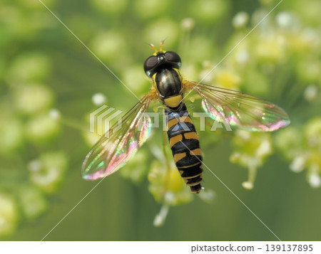 歐芹花上的食蚜蠅 歐芹花上的食蚜蠅 139137895