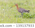 Black-tailed godwit forages in wet grassland at Eempolder in the Netherlands during the springtime 139137933