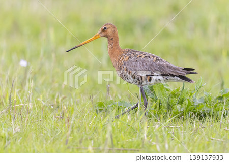 Black-tailed godwit forages in wet grassland at Eempolder in the Netherlands during the springtime Black-tailed godwit forages in wet grassland at Eempolder in the Netherlands during the springtime 139137933