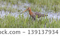 Black-tailed godwit forages in wet grassland at Eempolder in the Netherlands during spring season 139137934